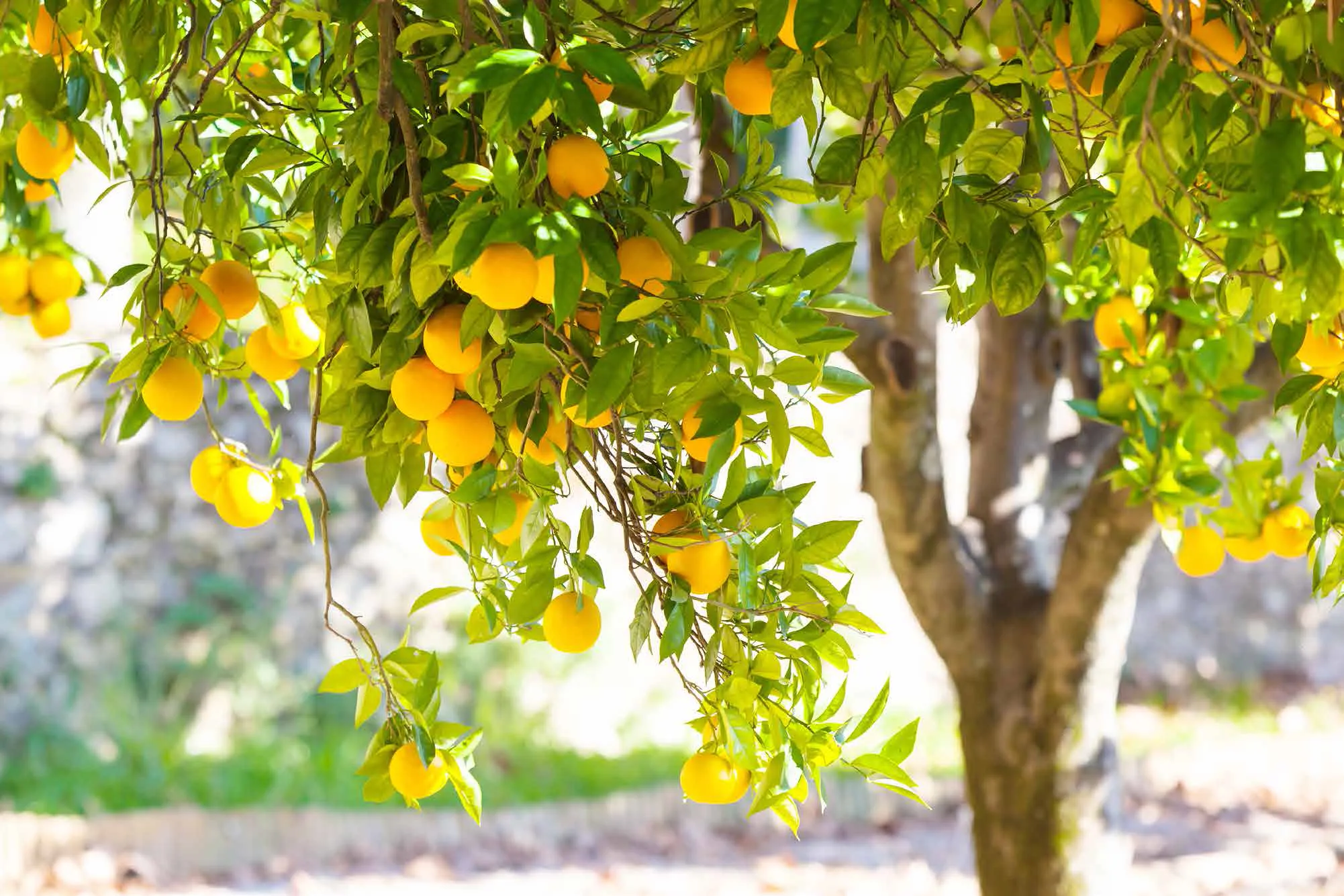 Organic Fruit Trees